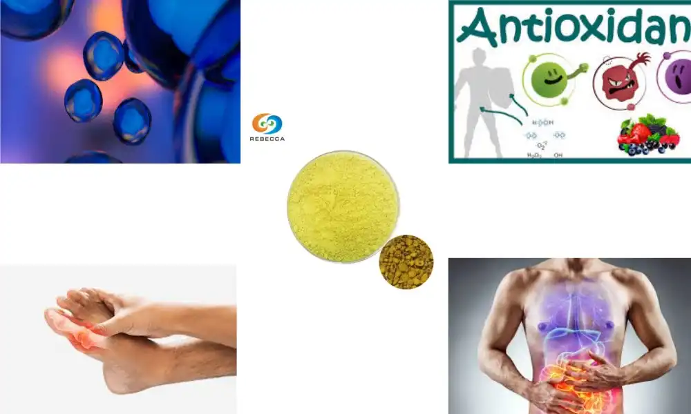 Top 3 Benefits of Baicalein Powder from Scutellaria Baicalensis